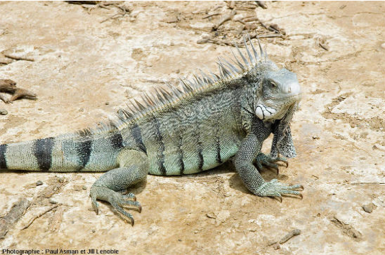 Iguanesfig3