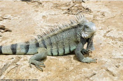 Iguanesfig3